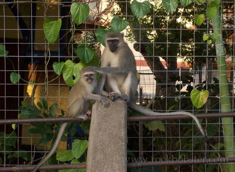 Africa_20100419_16_Durban_monkeys.jpg