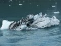 Alaska_Trip_20070816_071_26_Glacier_cruise