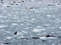 Alaska_Trip_20070816_147_26_Glacier_cruise