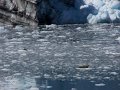 Alaska_Trip_20070816_157_26_Glacier_cruise