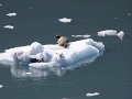 Alaska_Trip_20070816_164_26_Glacier_cruise