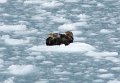 Alaska_Trip_20070816_177_26_Glacier_cruise