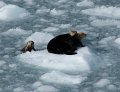 Alaska_Trip_20070816_181_26_Glacier_cruise