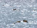 Alaska_Trip_20070816_183_26_Glacier_cruise