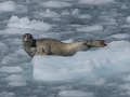 Alaska_Trip_20070816_184_26_Glacier_cruise