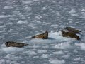 Alaska_Trip_20070816_185_26_Glacier_cruise