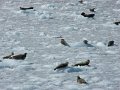 Alaska_Trip_20070816_188_26_Glacier_cruise