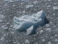 Alaska_Trip_20070816_237_26_Glacier_cruise