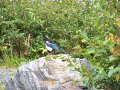 Alaska_Trip_20070816_295_Portage